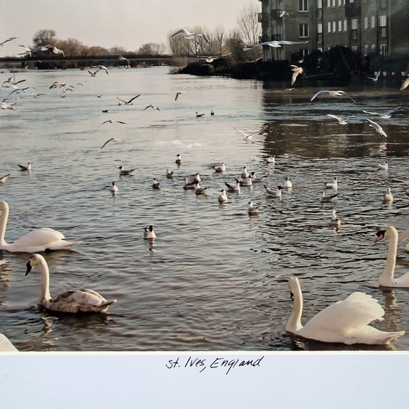 Fine Art Photography Swans St. Ives, England UK, 10x13 Matted - Picture 2 of 2